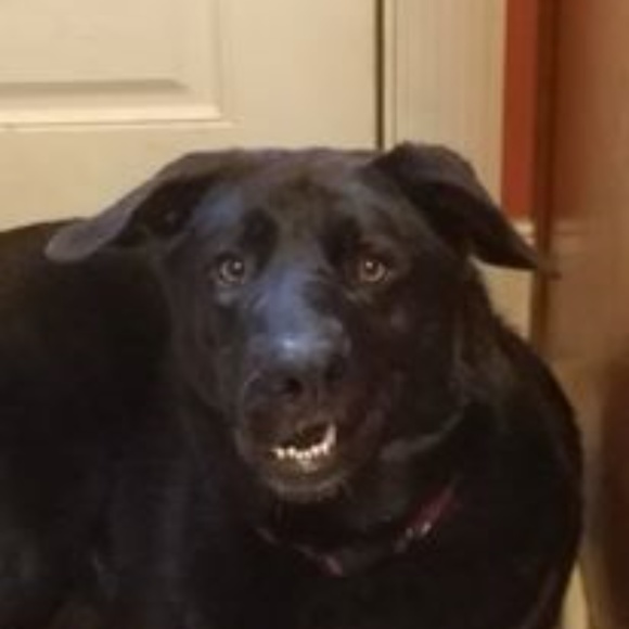 Meet your Posher, Priscilla - Picture 4 of 6